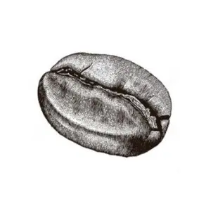 beurre de café puissant stimulant, revitalise, raffermit agit sur la cellulite et la peau d'orange, réactive la microcirculation sanguine; très concentrée en acide chlorogénique, agit sur les cernes et décongestionne
